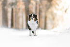 Australian Shepherd