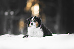 Australian Shepherd