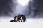 Australian Shepherd