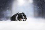 Australian Shepherd