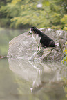Australian Shepherd