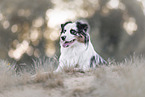 Australian Shepherd