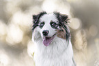 Australian Shepherd