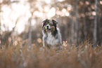 Australian Shepherd
