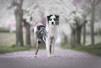 Australian Shepherd
