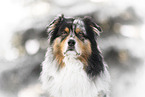 Australian Shepherd