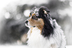 Australian Shepherd