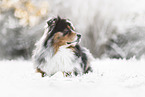 Australian Shepherd