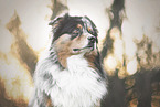 Australian Shepherd