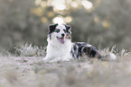 Australian Shepherd