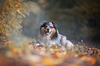 Australian Shepherd