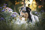 Australian Shepherd