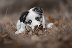 Australian Shepherd