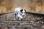 Australian Shepherd