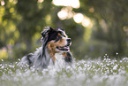 Australian Shepherd