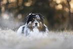 Australian Shepherd
