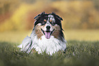 Australian Shepherd