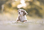 Australian Shepherd