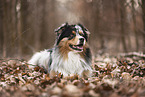 Australian Shepherd