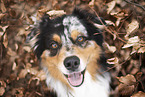 Australian Shepherd