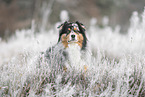 Australian Shepherd