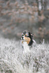 Australian Shepherd