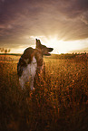 Australian Shepherd and German Shepherd