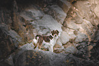 red-tri Australian Shepherd