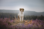 red-tri Australian Shepherd