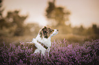 red-tri Australian Shepherd