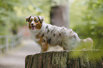 Australian Shepherd
