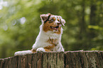 Australian Shepherd