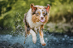 Australian Shepherd