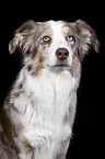 Australian Shepherd