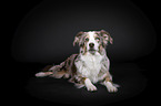 Australian Shepherd
