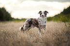 Australian Shepherd