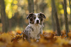 Australian Shepherd