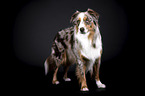 Australian Shepherd