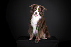 Australian Shepherd