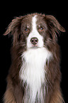 Australian Shepherd