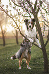 Australian Shepherd