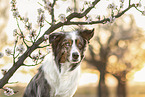 Australian Shepherd
