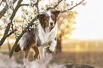 Australian Shepherd