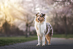 Australian Shepherd