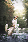 Australian Shepherd