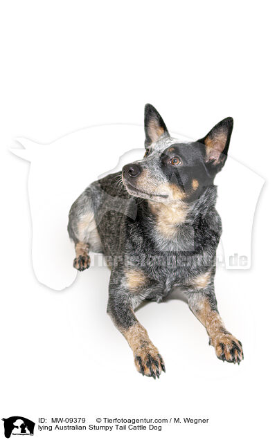 lying Australian Stumpy Tail Cattle Dog / MW-09379