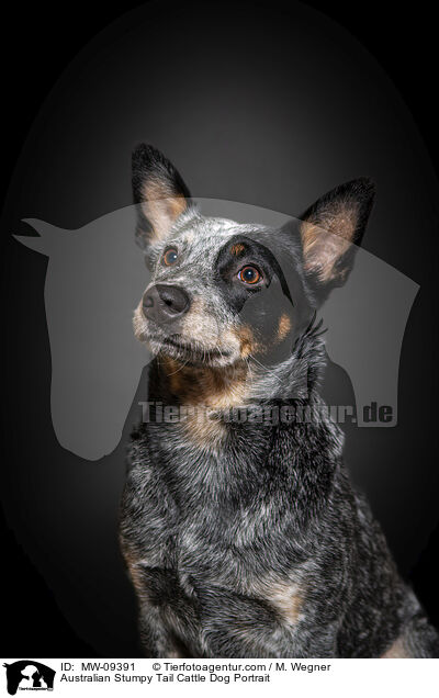 Australian Stumpy Tail Cattle Dog Portrait / MW-09391