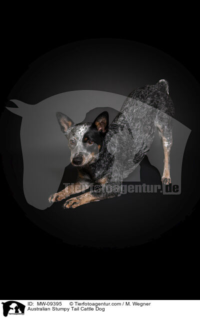 Australian Stumpy Tail Cattle Dog / MW-09395