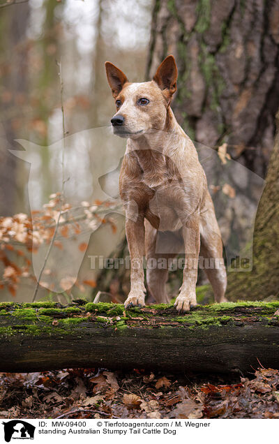 standing Australian Stumpy Tail Cattle Dog / MW-09400