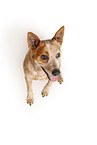 sitting Australian Stumpy Tail Cattle Dog